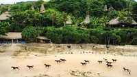 Jika ingin menikmati wisata mewah di tengah alam juga bisa. Di kawasan Nihi Sumba terdapat berbagai vila dan resor bintang lima.  Foto: (@nihisumba/Instagram)