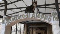 Mohammed Alaa Jaleel sudah mencintai kucing sejak belia. Kini pria berusia 43 tahun itu mendirikan penampungan kucing sejak tahun 2016. (Foto: Omar Haj Kadour / AFP)