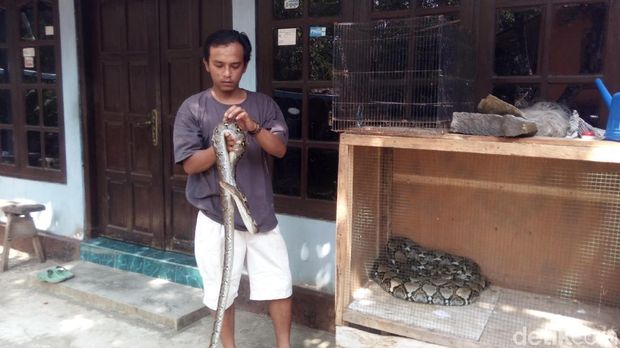 Warga Salatiga Menangkap Ular Sanca yang Hendak Memakan Ayam