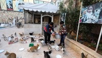 Sejak perang Suriah berlangsung pada 2011, para pemilik kucing pergi mengungsi dan meninggalkannya dengan 170 kucing untuk diberi makan. Sejak saat itulah dia mendapat julukan the Cat Man of Aleppo alias manusia kucing dari Aleppo. (Foto: OMAR HAJ KADOUR / AFP)