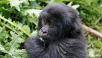 Untuk masuk ke area taman nasionalnya dan melihat gorila turis harus membayar izin masuk dulu sebesar sekitar 1.300 Poundsterling (Rp 24 juta) (Thomas Mukoya/Reuters)