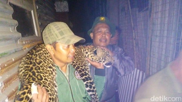 Turun Gunung, Macan Tutul Terjebak dalam Kandang Ayam di Pangalengan