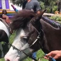 Pesta bertema unicorn tak lengkap tanpa ada kuda. Kim dan keluarganya mendatangkan kuda poni. Di bagian kepalanya dihiasi tanduk warna-warni dan glitter di bulunya. Foto: Dok. Instagram