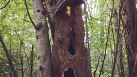 Walaupun bukan satu-satunya taman peri di dunia namun dengan kisahnya yang Tinker Nature Park menjadi destinasi menarik di kota ini. Kamu berminat? (dmayone72/Instagram)