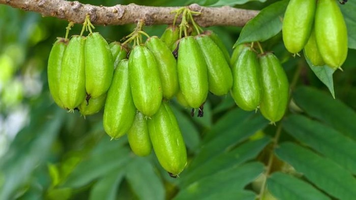 belimbing wuluh Averrhoa bilimbi a.k.a. Kamias/Cucumber tree/Bilimbi; edible and medicinal fruit of South East Asia