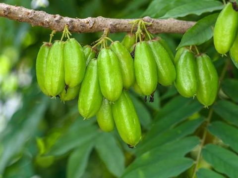 Averrhoa bilimbi a.k.a. Kamias/Cucumber tree/Bilimbi; edible and medicinal fruit of South East Asia