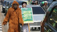Aktivis Wahana Lingkungan Hidup Indonesia (Walhi) Sumatera Utara mengenakan kostum Orangutan dan mengecat wajah bergambar Harimau berjalan diantara kendaraan yang melintas, saat melakukan aksi memperingati Hari Lingkungan Hidup Sedunia, di Bundaran Majestik, Medan, Sumatera Utara, Selasa (5/6). Antara Foto/Irsan Mulyadi.