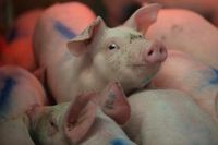 Balas Hukuman untuk Huawei, China Serang Daging Babi Kanada