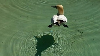 Bayangan bebek berbentuk ikan. Foto: boredpanda