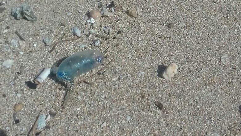 910 Gambar Hewan Laut Apa Yang Biasanya Menjadi Motif Baju Pantai Gratis