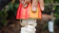 Dalam setiap buah itu terdapat 25-40 biji kakao. Istimewa/damsonchocolate.com.