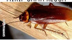 Kumpulan Meme Lucu Buat Kamu Yang Fobia Kecoak