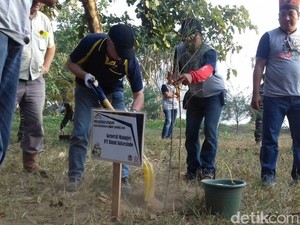 Gandeng Perusahaan Tambang, Banyuwangi Tanam Cemara di Pulau Merah