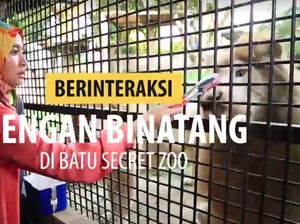 Berinteraksi dengan Binatang di Batu Secret Zoo