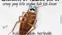 Nyatanya kecoa bisa bangkit sendiri kok saat terbalik. Jadi kamu juga jangan mudah menyerah. (Foto: Internet)