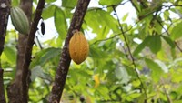 Buah kakao siap dipetik untuk memulai proses pembuatan coklat. Istimewa/damsonchocolate.com.