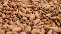 Langkah selanjutnya adalah biji kakao difermentasi di dalam kotak berlapis daun pisang selama 5-7 hari. Istimewa/damsonchocolate.com.