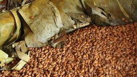 Setelah dipanen, buah kakao akan dibuka, getahnya dibuang, lalu diambil bijinya. Istimewa/damsonchocolate.com.