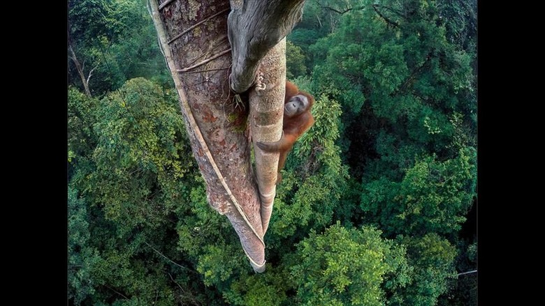 Lebih dari 1.000 Orangutan Terancam Nyawanya Akibat Deforestasi Lebih dari 1.000 Orangutan Terancam Nyawanya Akibat Deforestasi