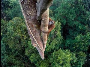 Lebih dari 1.000 Orangutan Terancam Nyawanya Akibat Deforestasi