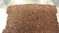 Biji kakao yang sudah dikupas siap untuk digiling. Istimewa/damsonchocolate.com.