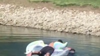 Coppola berenang mendekati angsa yang diyakini telah digigit penyu itu. Dia coba mendorong angsa itu menuju pinggir.  (Foto: Dok. Cory Coppola via ABC News)