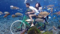 Di sini juga disewakan kamera underwater dan operatornya untuk mempermudah pengunjung mengambil foto. Serta juga ada layanan penyewaan paket diving dan snorkling untuk keseruan yang unik dan berbeda.  (umbul_ponggok/Instagram)
