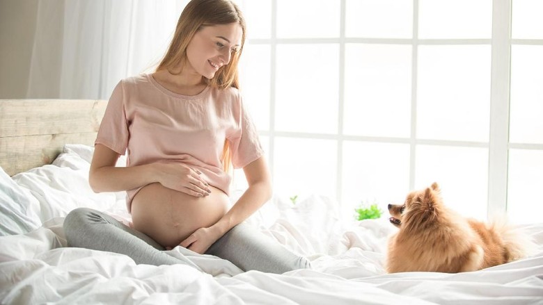 Seekor Anjing Bisa Tahu Tanda-tanda Ibu Akan Melahirkan Lho/ Foto: Thinkstock Seekor Anjing Bisa Tahu Tanda-tanda Ibu Akan Melahirkan Lho/ Foto: Thinkstock