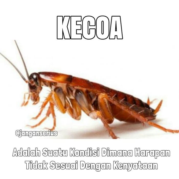 Kumpulan Meme Lucu Buat Kamu Yang Fobia Kecoak Foto 6