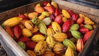 Warna dan ukuran buah kakao tergantung dari jenis dan varietasnya. Istimewa/damsonchocolate.com.