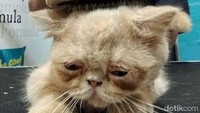 Petugas Meeow House merawat bulu kucing.