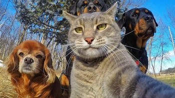 Ketika kucing dan anjing kompak berselfie. Foto: bored panda