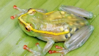 Hyperolius leucotaenius adalah jenis spesies katak yang transparan, kita bisa lihat bagian organ bahkan tampak telur-telur dalam tubuhnya. Spesies katak ini ditemukan di Sungai Elila, bagian tenggara Kongo. (Foto: boredpanda)