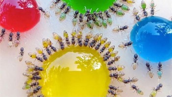 Coba lihat tubuh semut-semut yang sedang makan ini. Makanannya yang masuk ke tubuh mereka dapat kita lihat. Ini adalah jenis semut pharoh atau Monomorium pharaonis yang banyak ditemukan di daerah tropis. (Foto: boredpanda)