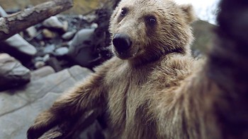Beruang berselfie. Foto: bored panda