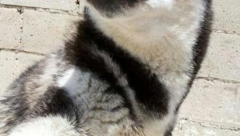 Genitnya si husky. Foto: bored panda