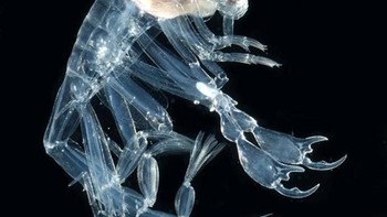 Phronima jenis hewan ini dapat ditemukan di lautan Atlantik Utara. Makhluk kecil ini memiliki tubuh yang menyerupai udang. (Foto: Internet)