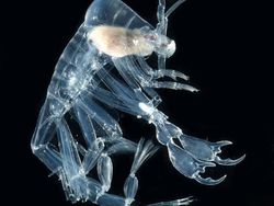 Kumpulan Hewan Tembus Pandang yang Menawan