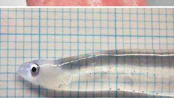 Leptocephalus adalah larva transparan dan datar dari belut laut, dan salah satu anggota dari Elopomorpha superorder. Jenis ini memiliki tubuh yang rata yang mengandung zat transparan seperti jelly di dalam tubuh dan lapisan tipis otot dengan myomeres terlihat dari luar. Mereka hidup di laut kedalaman 100 meter. (Foto: boredpanda)