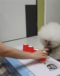 Gemas! Anjing Pintar Ini Bisa Tebak Potongan Kue Kesukaannya