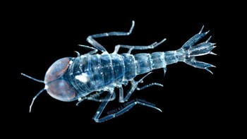 Amphipod transparan adalah hewan tembus pandang yang sebagian besar ditemukan di kedalaman laut Atlantika Utara dan beberapa daerah di dunia. Ia memiliki ukuran tubuh sekitar 10-15mm. (Foto: Internet)