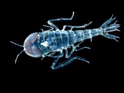 Kumpulan Hewan Tembus Pandang yang Menawan