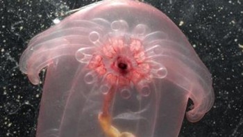 Transparent Sea Cucumber atau ketimun laut transparan memiliki bentuk transparan yang kita bisa melihat organ tubuhnya. (Foto: Internet)