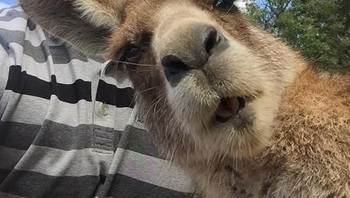 Kanguru berselfie. Foto: bored panda