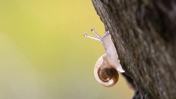 Keong transparan memiliki bentuk tubuh yang sangat kecil memiliki tinggi 2 mm cangkangnya tembus pandang. Populasi mereka paling banyak ditemuka di Kroasia dannegara-negara bagian Eropa. (Foto: Boredpanda)