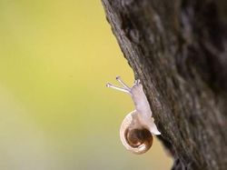 Kumpulan Hewan Transparan yang Bikin Mata Terpukau