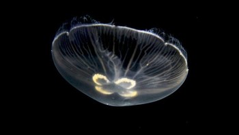 Ubur-ubur transparan yang bisa ditemui di pesisir pantai atau lepas pantai bahkan ia juga bisa ditemuka di air tawar. Jenis hewan ini memiliki ukuran sangat beragam mulai dari 1mm sampai 2m. (Foto: Internet)