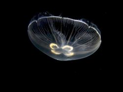 Kumpulan Hewan Tembus Pandang yang Menawan