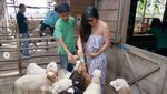 Baby Margaretha soal Chand Kelvin dan Beri Susu Anak Kambing