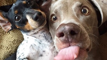 Selfie menjulurkan lidah. Foto: bored panda
